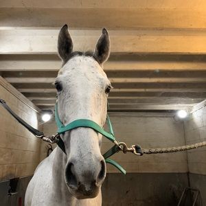 Meet your Posher, Rylie